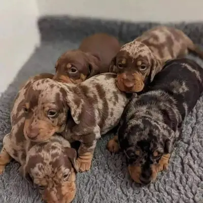 Dachshund Lovers 