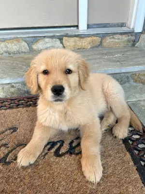 可爱的金毛猎犬小狗寻找爱心家庭 ❤️