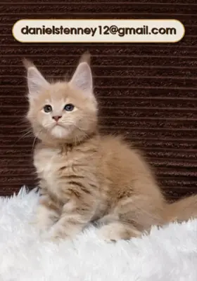 可爱的缅因猫小猫