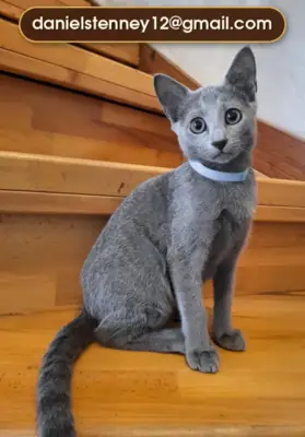 俄罗斯蓝猫小猫