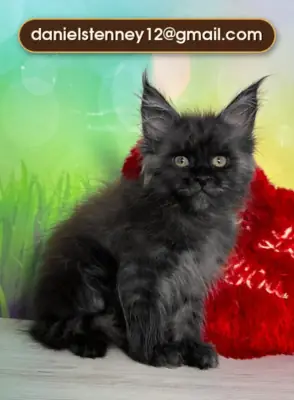 Maine Coon kittens