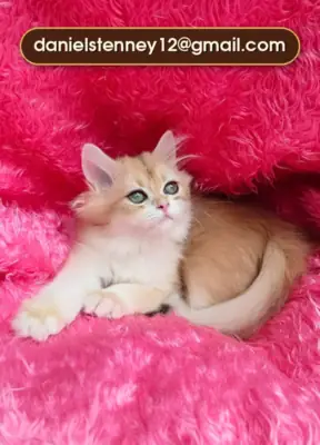 Chaton British Longhair