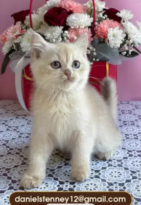 Beau chaton British Shorthair