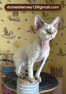 şirin Devon Rex yavrusu