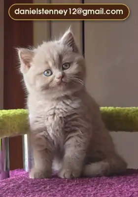 Cute British Shorthair Kittens