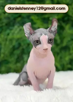 Charmants chatons Sphynx Elf