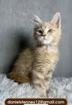 Cream Classic Maine Coon Kitten