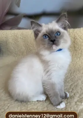 Sevimli Ragdoll Yavru Kediler