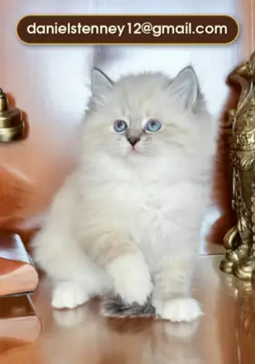 西伯利亚小猫