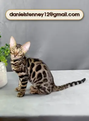 Chaton Bengal