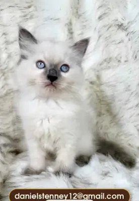 美丽的布偶猫小猫