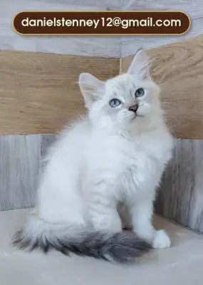 可爱的西伯利亚小猫