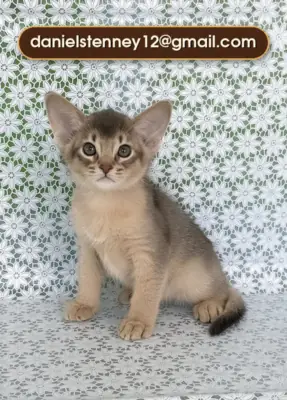 Chaton Abyssinien Étonnant