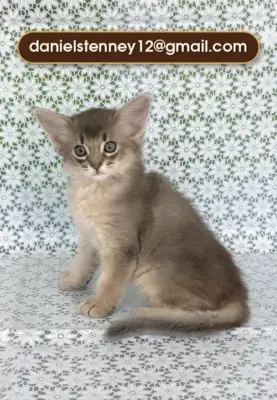 Adorable Somali kitten