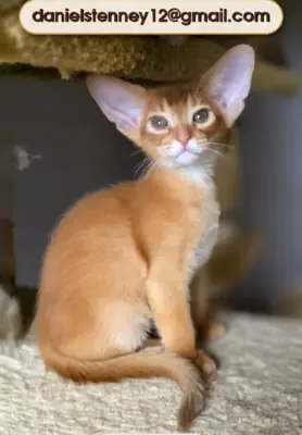 阿比西尼亚小猫