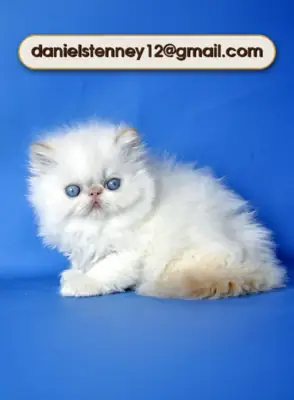 Chaton Persan