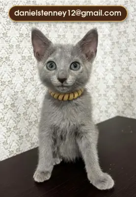 Yakışıklı Rus Mavisi Yavru Kedi