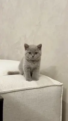 Jolis chatons British Shorthair cherchent un foyer aimant