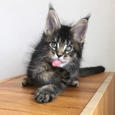 可爱的缅因猫小猫寻找一个充满爱的家