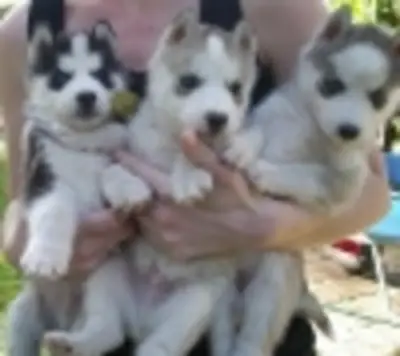 可供领养的美丽西伯利亚哈士奇幼犬