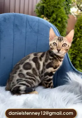 Handsome Bengal Kittens