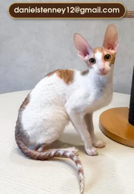 charming Cornish Rex kitten