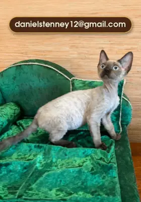 charming Devon Rex kittens