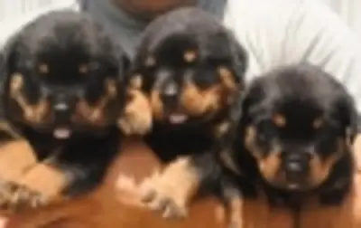 罗威纳犬幼犬领养