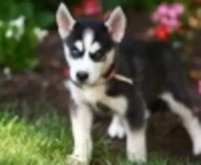 优质西伯利亚哈士奇幼犬待领养