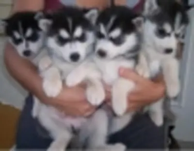 圣诞节待领养的西伯利亚哈士奇幼犬。