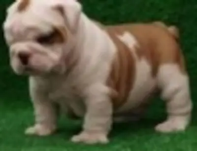 健康美丽的英式斗牛犬幼犬待领养