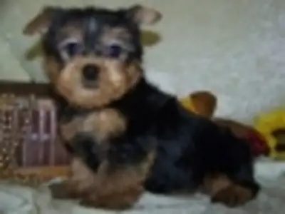 Adorables chiots Yorkie à adopter