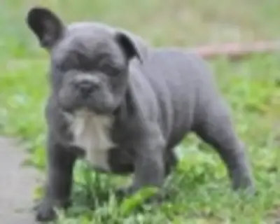 Adorables chiots bulldog français à adopter