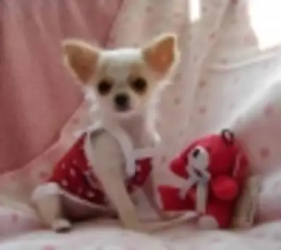 Adorables cachorros Chihuahua (machos y hembras)