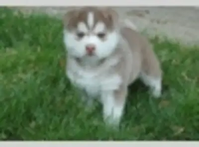 Cachorros de Husky Siberiano AKC en Adopción