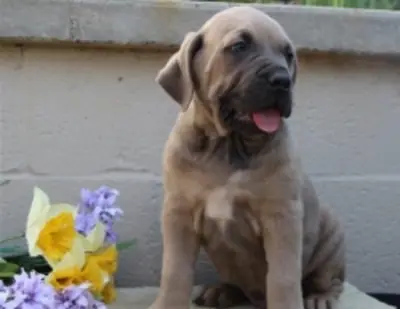 可供领养的纯种卡内科尔索幼犬