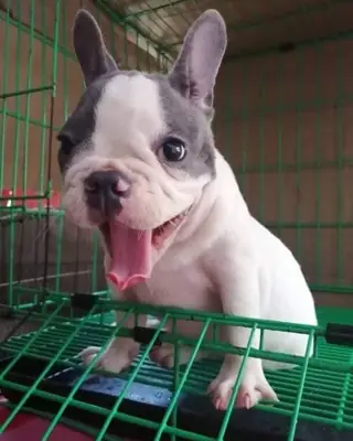 Sevimli Fransız Bulldog Yavruları