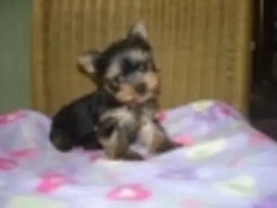 Lindos cachorros Yorkie
