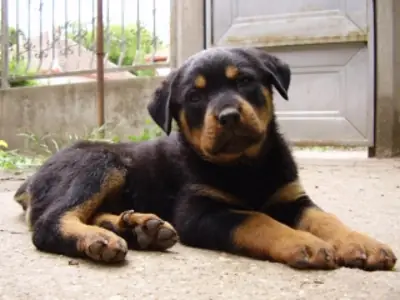 Chiots Rottweiler dressés pour la maison