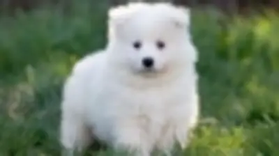 Cachorros de samoyedo en adopcion
