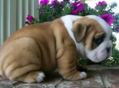 Preciosos cachorros de Bulldog Inglés en adopción