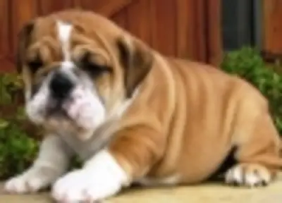 Cachorros de bulldog inglés vacunados para Navidad