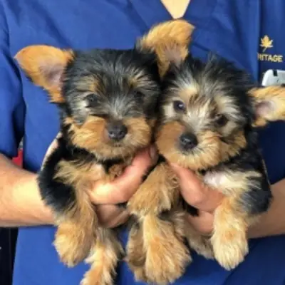 Cachorros Yorkie de rostro adorable