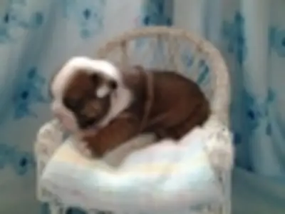 英斗犬幼犬寻找一个温暖和充满爱的家。