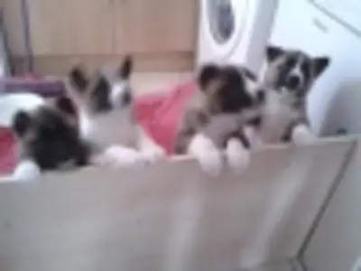 Cachorros de Akita con pedigrí de campeones