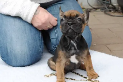 Chiots bulldog français (enregistrés à l'AKC) à adopter