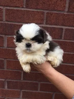 Adorables chiots Shih Tzu (mâle et femelle) à adopter