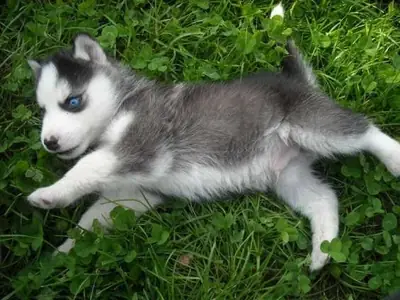 Cachorros de husky siberiano registrados en el AKC en adopción