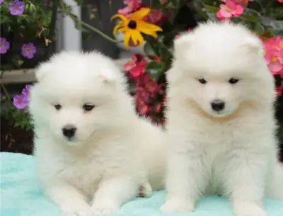 萨摩耶幼犬领养