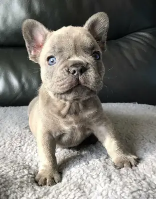 Chiots de Bulldog Français joueurs à adopter